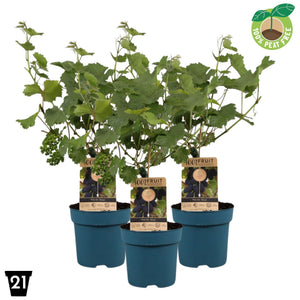 Venus Seedless Grape Vine (Vitis vinifera) – 21cm Pot