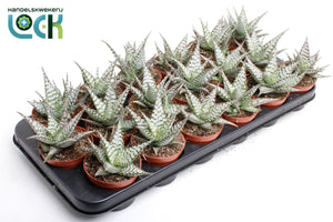 Aloe somaliensis – 8.5cm Pot, Approx. 15cm Height