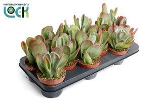 Kalanchoe Oricula Green Houseplant – 10.5cm Pot