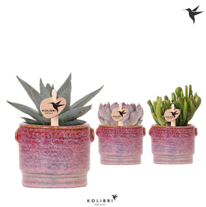 Mixed Succulent Collection – 6cm Classy Red Ceramic Pot