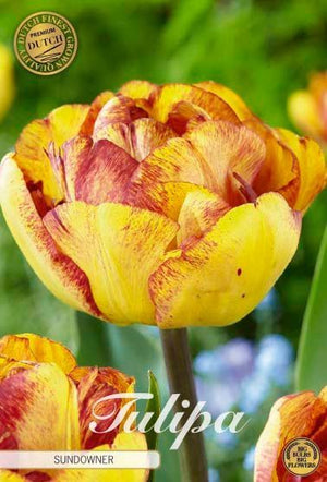 Tulipa ‘Double Late Sundowner’ Tulip Bulbs – 12cm+