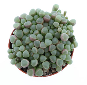 Baby Toes Succulent (Fenestraria rhopalophylla) – 8.5cm Pot