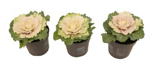 White Ornamental Brassica – 10.5cm Pot