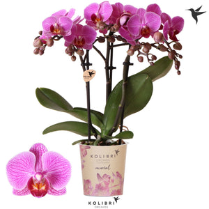 White Phalaenopsis Orchid – 3 Stem, 9cm Pot