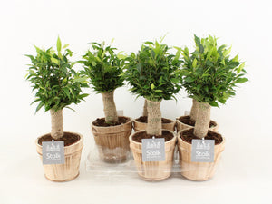 Ficus Benjamina ‘Natasja’ – 13cm Pot, 35cm High