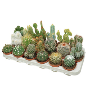 Mixed Cactus Collection – 8.5cm Pot