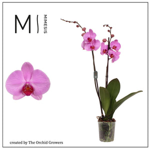 White Phalaenopsis Orchid – 2 Stem, 12cm Pot