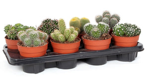 Mixed Cactus Collection – 12cm Pot