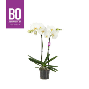 White Phalaenopsis Orchid – 2 Stem, 12cm Pot