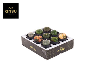 Mixed Cactus Collection – 7.5cm Ceramic Pot