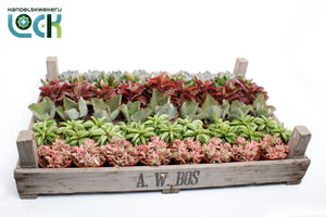 Mixed Succulent Plant Arrangement – 8.5cm Pot