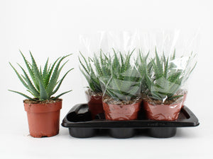 Aloe Arborescens – 17cm Pot, 35cm High