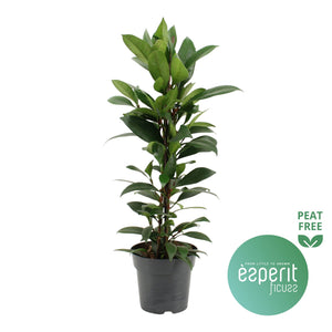 Ficus cyathistipula Houseplant – 17cm Pot, Approx. 70cm Tall