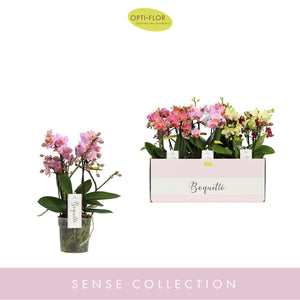 Mixed Pastel Phalaenopsis Orchid – 12cm Pot