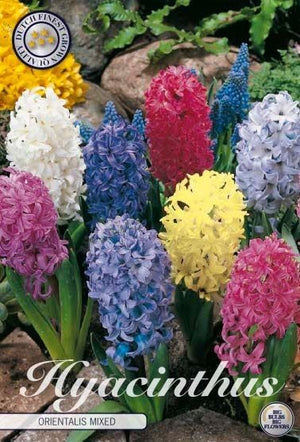 Mixed Hyacinth Bulbs (Hyacinthus) – Pack of 5