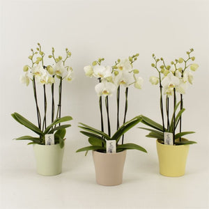 White Phalaenopsis Orchid – 4 Stem, 12cm Ceramic Pot