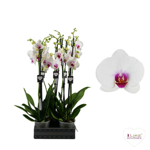 White Phalaenopsis Orchid – 12cm Pot, 65cm High