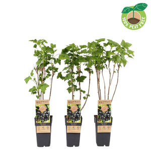 Ben Nevis Blackcurrant (Ribes nigrum) – 15cm Pot