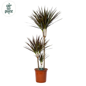 Dragon Tree (Dracaena marginata) – 24cm Pot, 130cm High