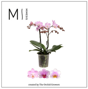 Pink Phalaenopsis Orchid – 9cm Pot, 35cm Height
