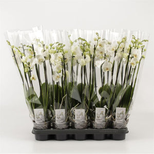 White Phalaenopsis Orchid – 6 Stem, 12cm Pot