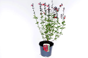 Royal Bumble Autumn Sage (Salvia greggii) – 17cm Pot