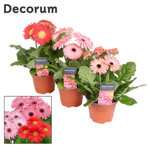 Pink Gerbera Houseplant – 12cm Pot, 22cm High