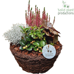 Medium Salim Plant Arrangement – 26cm Pot
