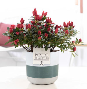 Azalea Rhododendron simsii – 12cm Pot, 25cm High