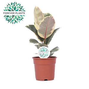 Ficus Elastica ‘Tineke’ – 17cm Pot, 50cm High