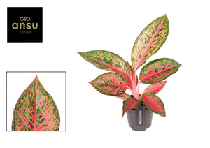 Aglaonema ‘Lychee Red’ – 12cm Pot, 45cm High