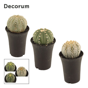 Astrophytum asterias Cactus – 11cm Pot