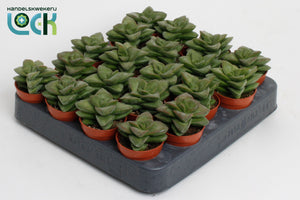 Crassula ‘Springtime’ Succulent – 5.5cm Pot