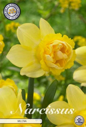 Double Narcissus ‘Milena’ Flower Bulbs