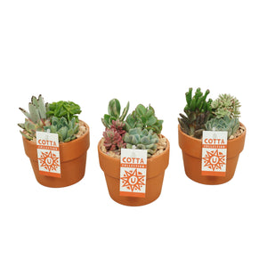 Mixed Succulent Arrangement – 12cm Terracotta Pot