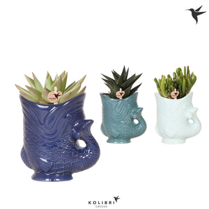 Mixed Succulent in Fish-Shaped Ceramic Pot – 6cm