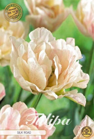 Double Early Tulip ‘Silk Road’ Bulbs – 7 Bulbs