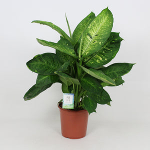 Dumb Cane (Dieffenbachia ‘Living Fantasy’) – 24cm Pot