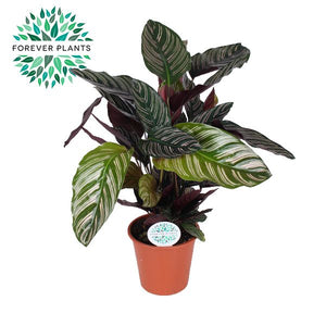 Calathea Ornata Prayer Plant – 17cm Pot