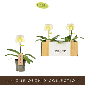 White Paphiopedilum Orchid – 12cm Pot
