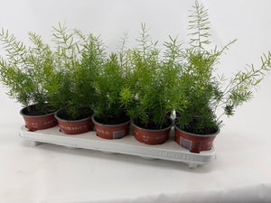 Asparagus Fern (Asparagus densiflorus) – 12cm Pot