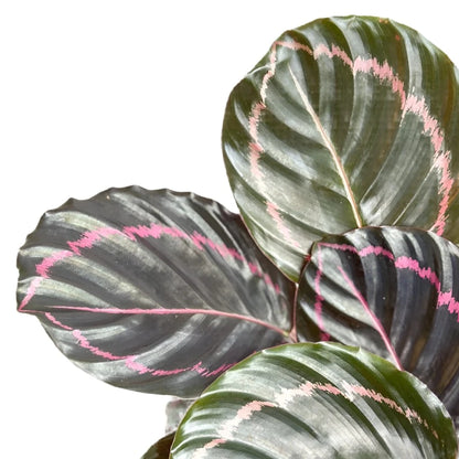 Calathea - 'Dottie'