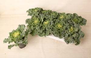Brassica Rood Glad Ornamental Plant – 10.5cm Pot