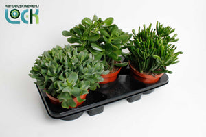 Mixed Crassula Succulent Collection – 17cm Pot