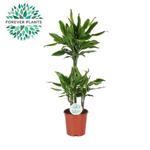 Golden Coast Dracaena fragrans – 24cm Pot, 125cm Height