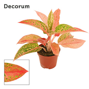 Aglaonema ‘Prestige’ – 9cm Pot