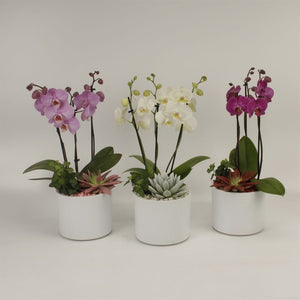 Mixed Phalaenopsis Orchid Arrangement – 17cm Pot