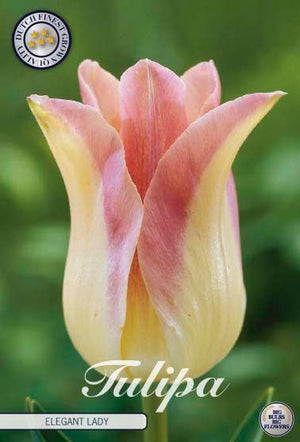 Tulipa ‘Elegant Lady’ Lily-Flowered Tulip Bulbs – 7 Pack
