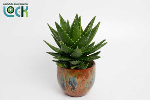 Aloe Mitriformis in Orange Ceramic Pot – 12cm