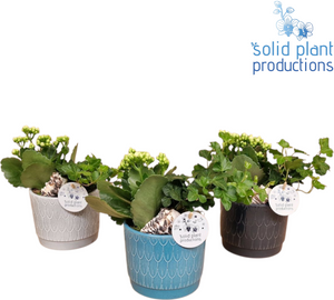Ariël Navy Kalanchoe and Ivy Arrangement – 12cm Pot